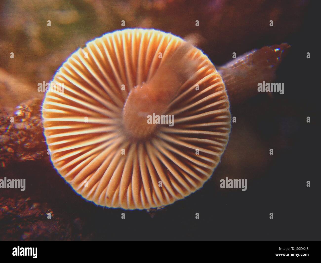 Underneath of a toadstool - Smartphone Captured Stock Image