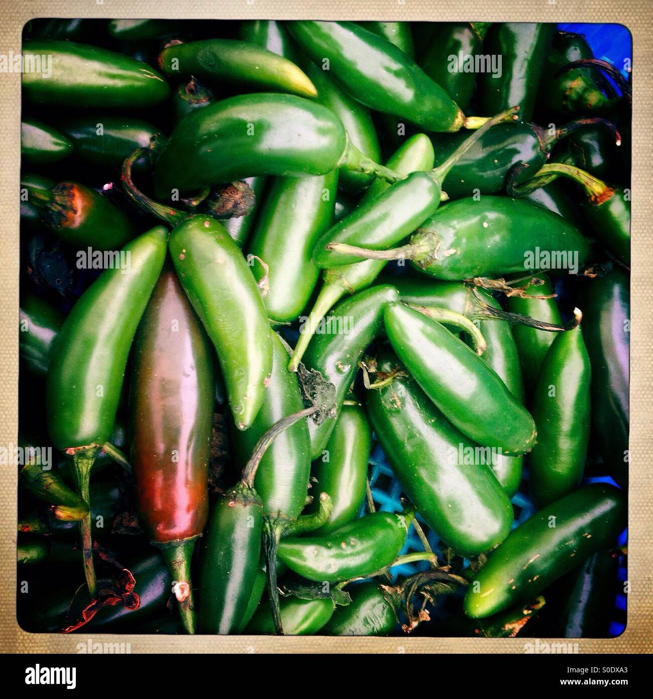 Organic Serrano green chilli peppers for sale in Foro Tianguis Alternativo, Colonia Roma, Mexico City, Mexico - Smartphone Captured Stock Image