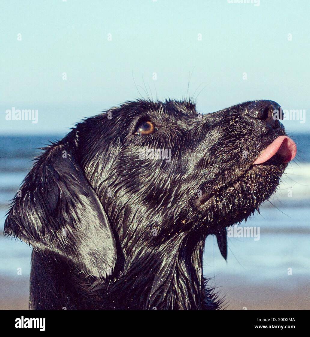 Black labrador with wet coat sits on beach licking lips - Smartphone Captured Stock Image