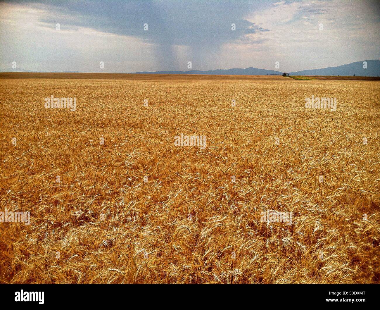 Storm clouds drop rain over wheat fields in North Idaho. Stock Photo