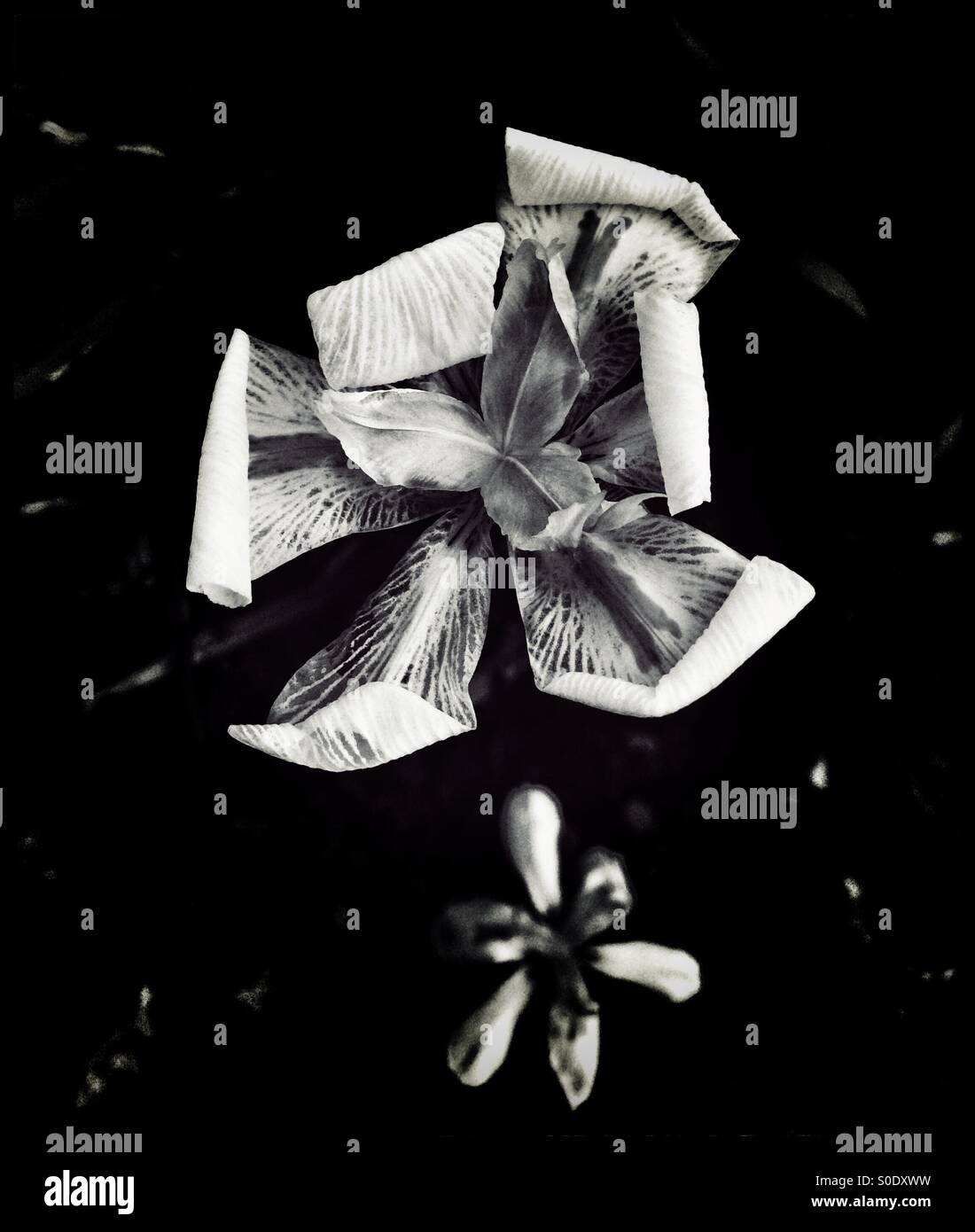 Black and white photograph of Iris flowers. - Smartphone Captured Stock Image