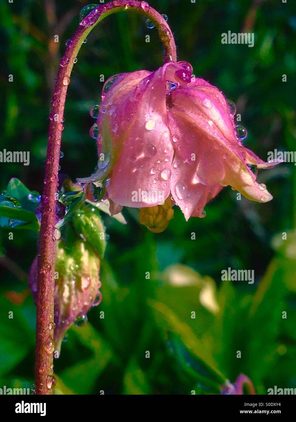 Aquilegia and dew - Smartphone Captured Stock Image