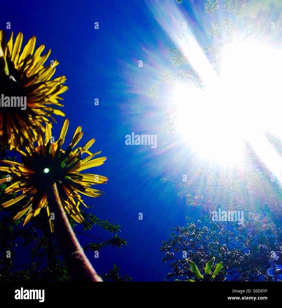 Sun and dandelions - Smartphone Captured Stock Image