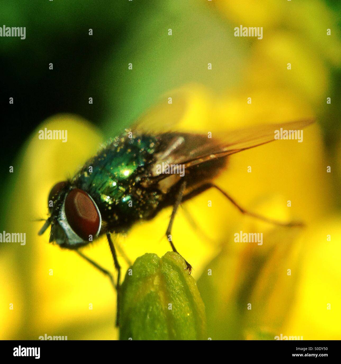 Fly on wallflower - Smartphone Captured Stock Image