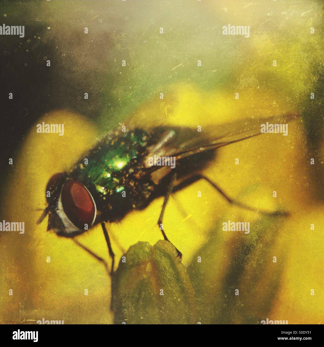 Fly on wallflower - Smartphone Captured Stock Image