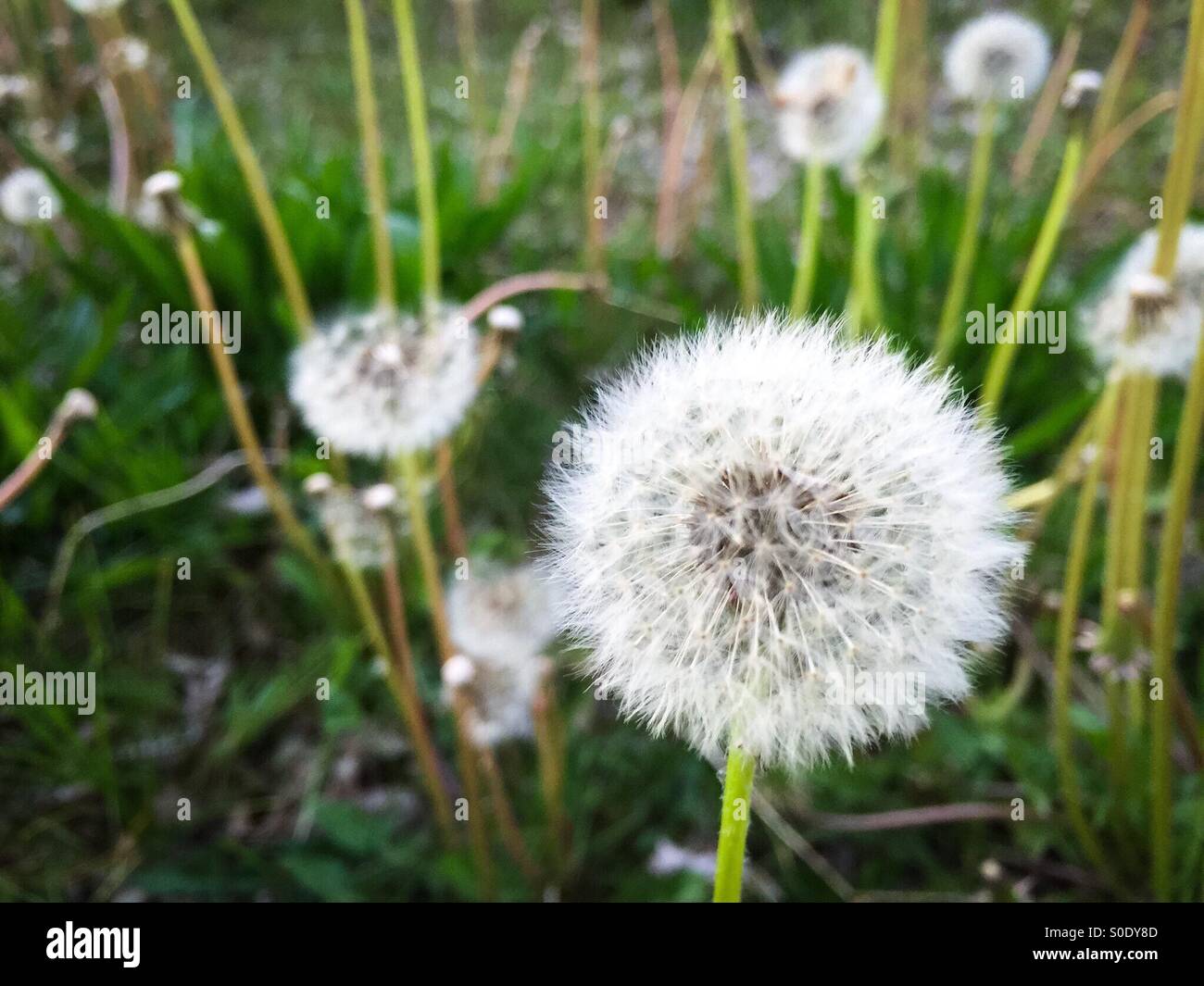 Closeup of Dandelions gone to seed. Stock Photo