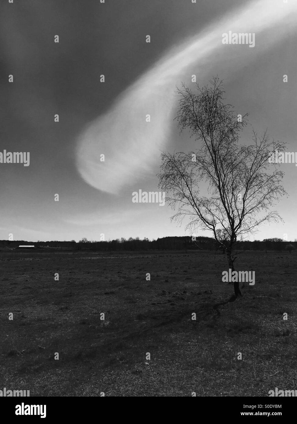 Tree sky cloud Black and White Stock Photos & Images - Alamy