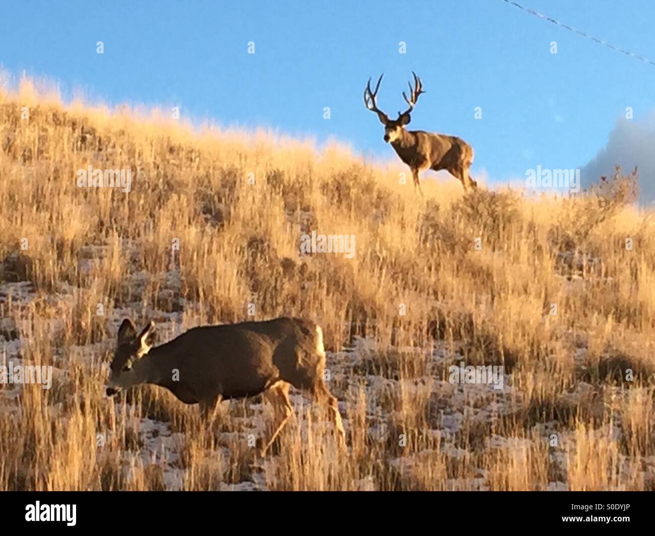 Large Mule Deer buck with doe during rut in Montana Stock Photo Alamy