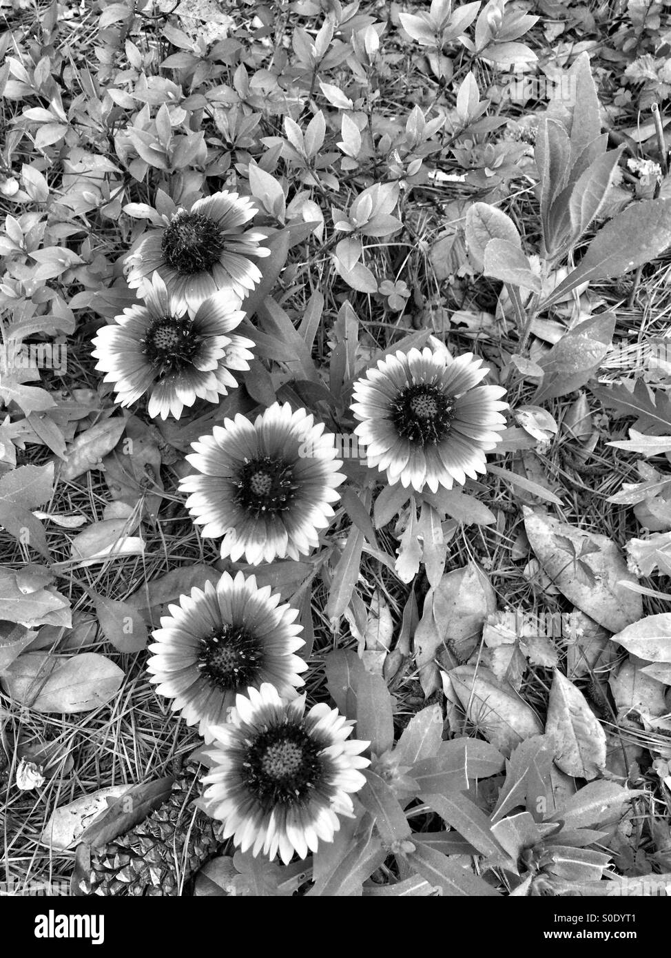 White flowers plants Black and White Stock Photos & Images - Alamy