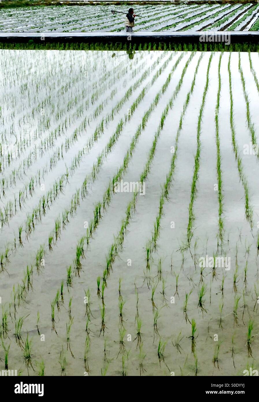 Japanese rice farmer ending a full day in the field Stock Photo