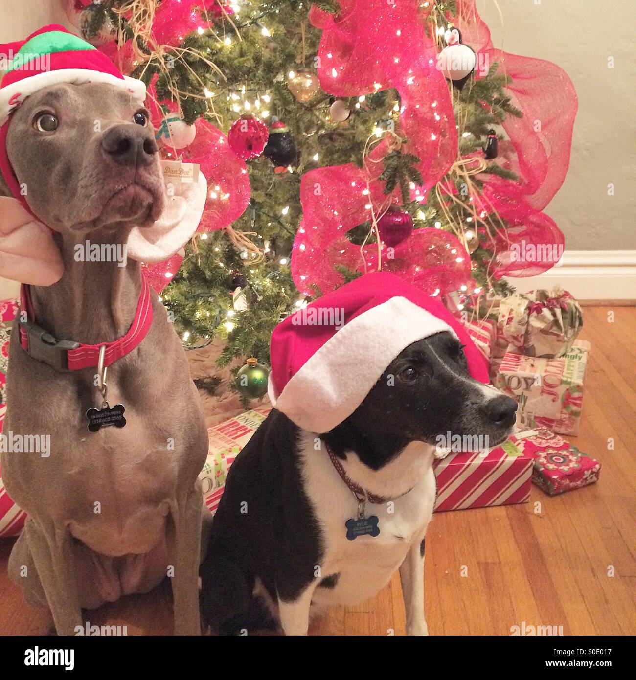 Two Christmas dogs by the tree Stock Photo Alamy