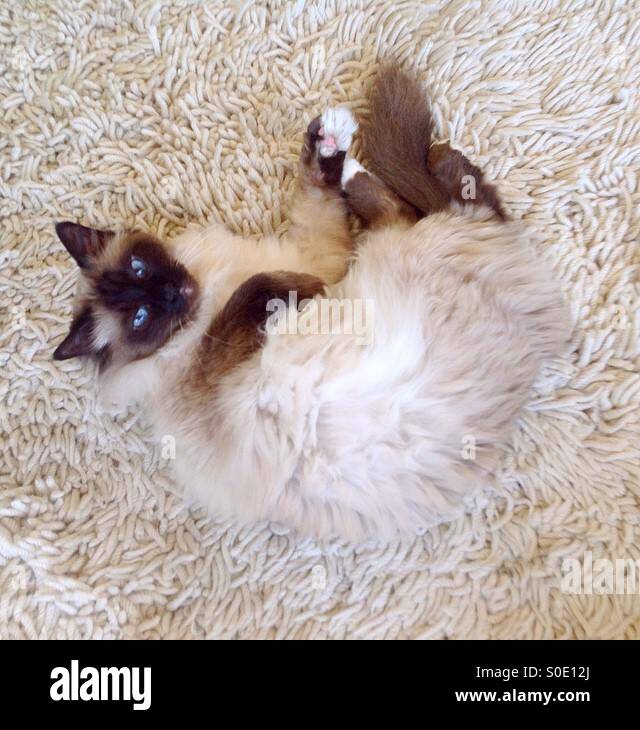 Birmancat relaxing on a carpet Stock Photo