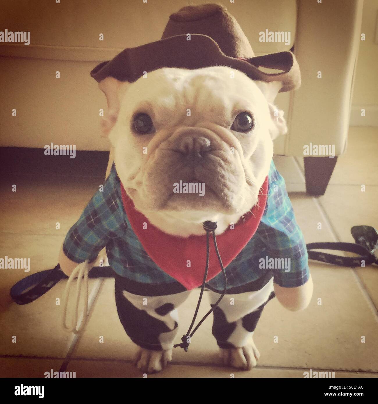 Cowboy Frenchie Stock Photo Alamy