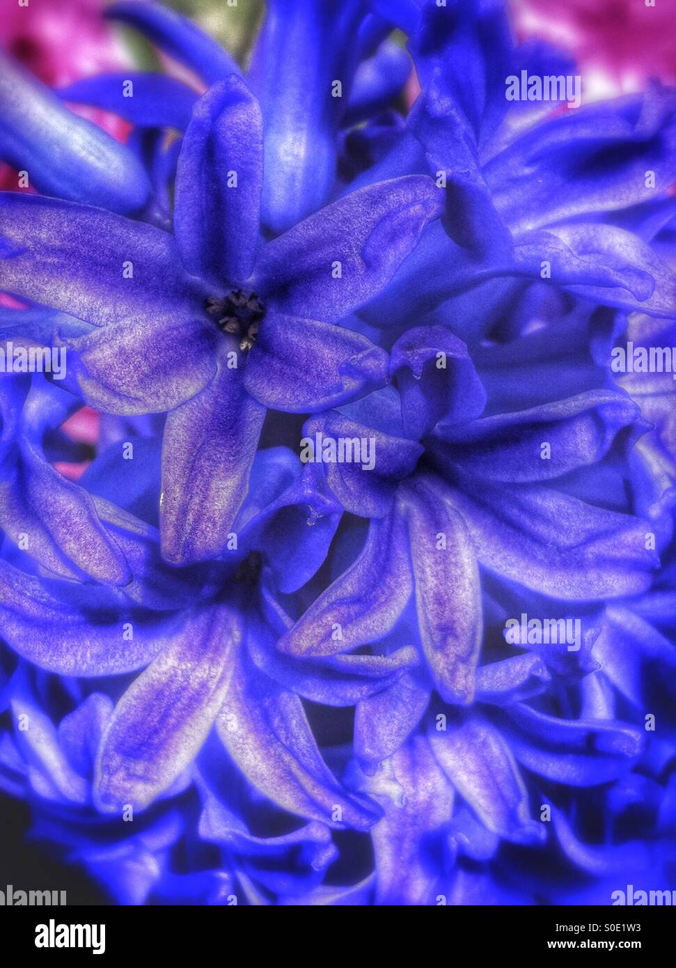 Close up of blue hyacinth England UK - Smartphone Captured Stock Image