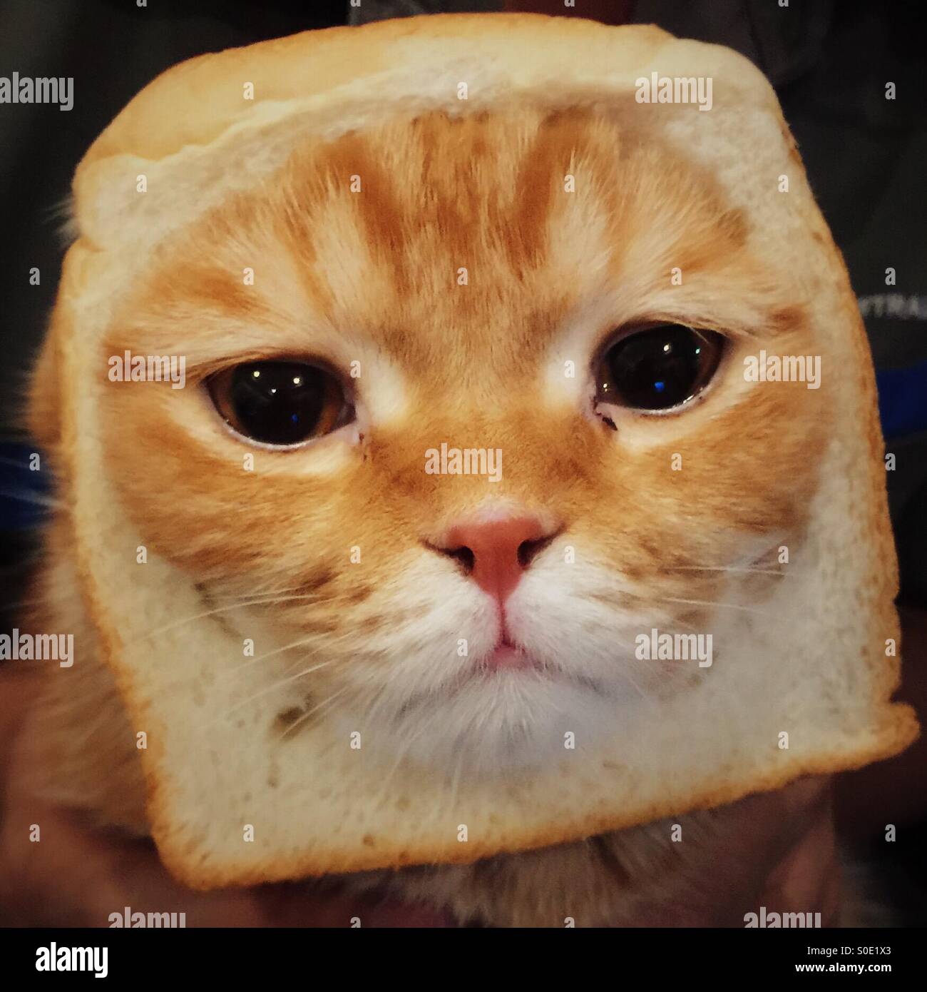A cat bread Stock Photo