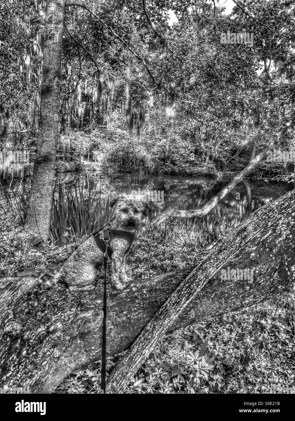 Poodle over swamp on plantation Stock Photo