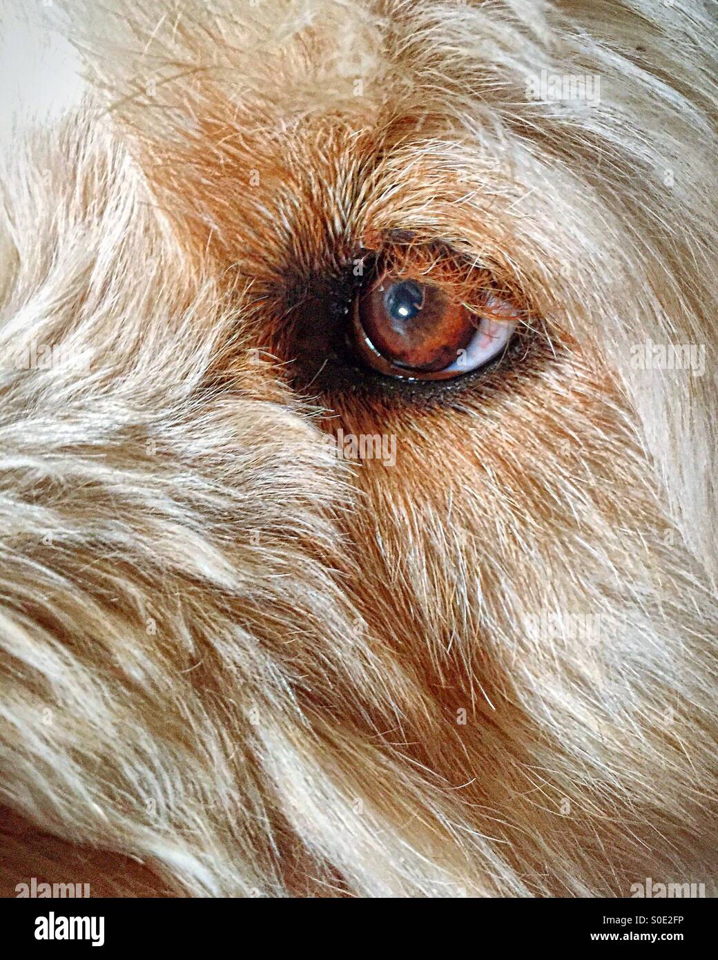 Close up of dog eye Stock Photo