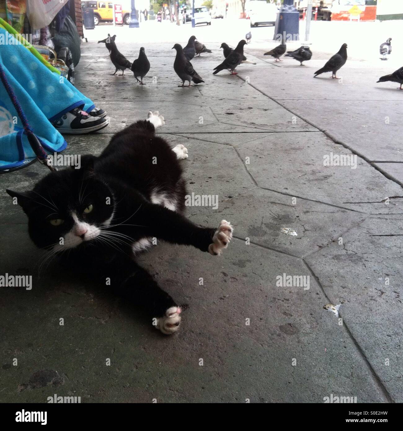 Cat on a leash with pigeons in background on San Diego street. Stock Photo