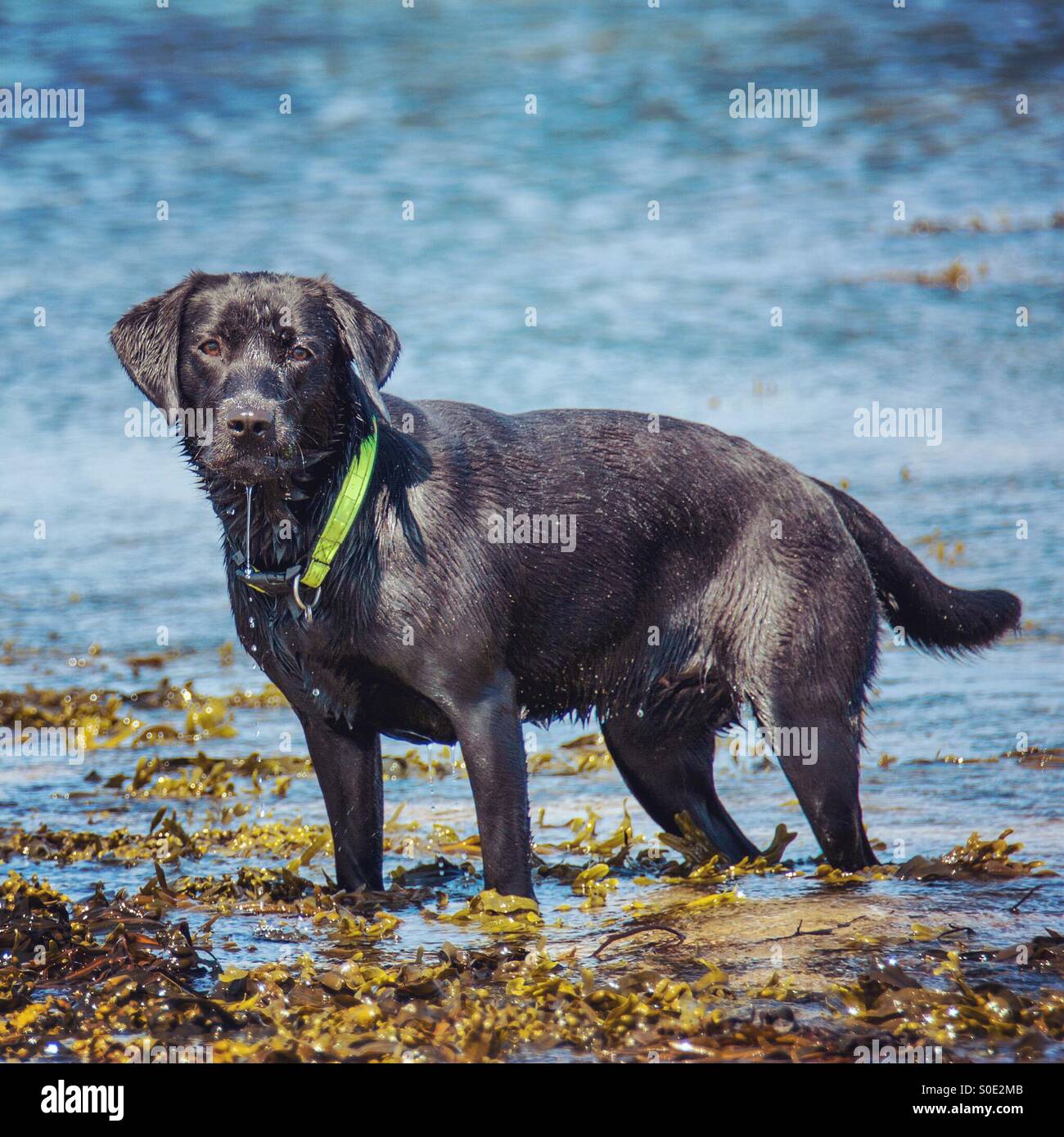 Black Labrador dog stands in sea - Smartphone Captured Stock Image