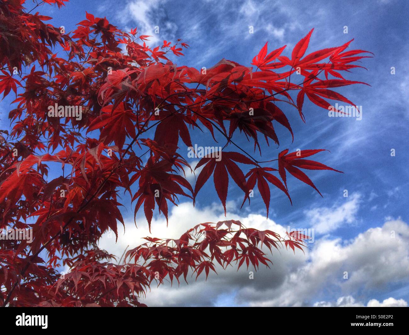 Red leaves of Acer tree against blue sky with clouds - Smartphone Captured Stock Image Red leaves of Acer tree against blue sky with clouds - Smartphone Captured Stock Image