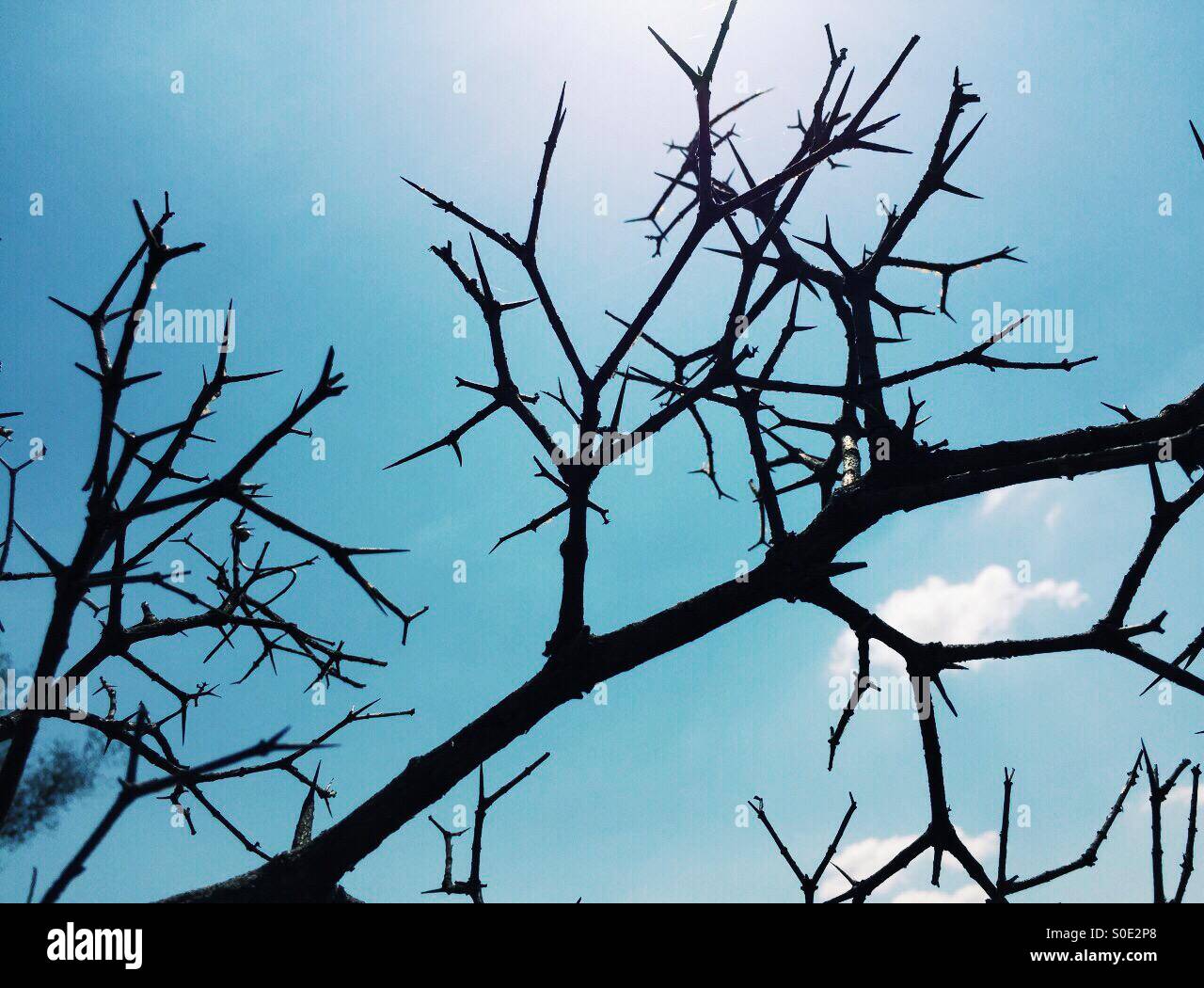 Dry plant thorns - Smartphone Captured Stock Image