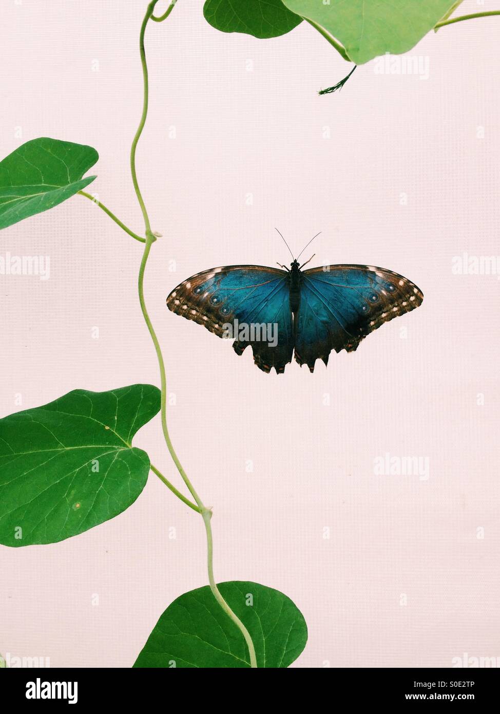 Butterfly exhibition hires stock photography and images Alamy