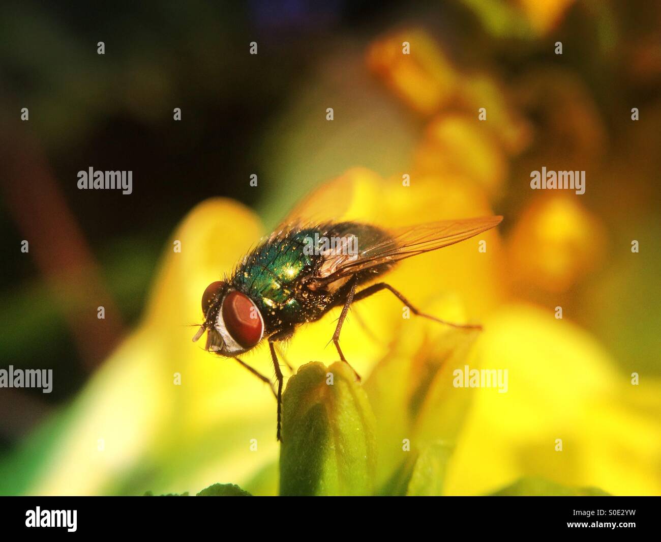 Fly on petal - Smartphone Captured Stock Image