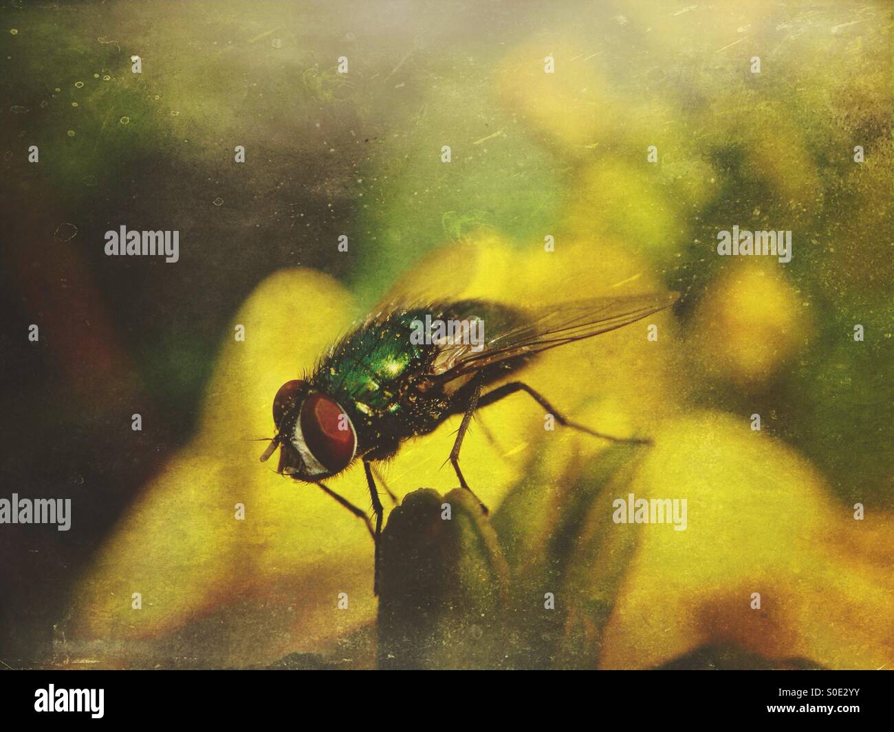 Fly on petal - Smartphone Captured Stock Image