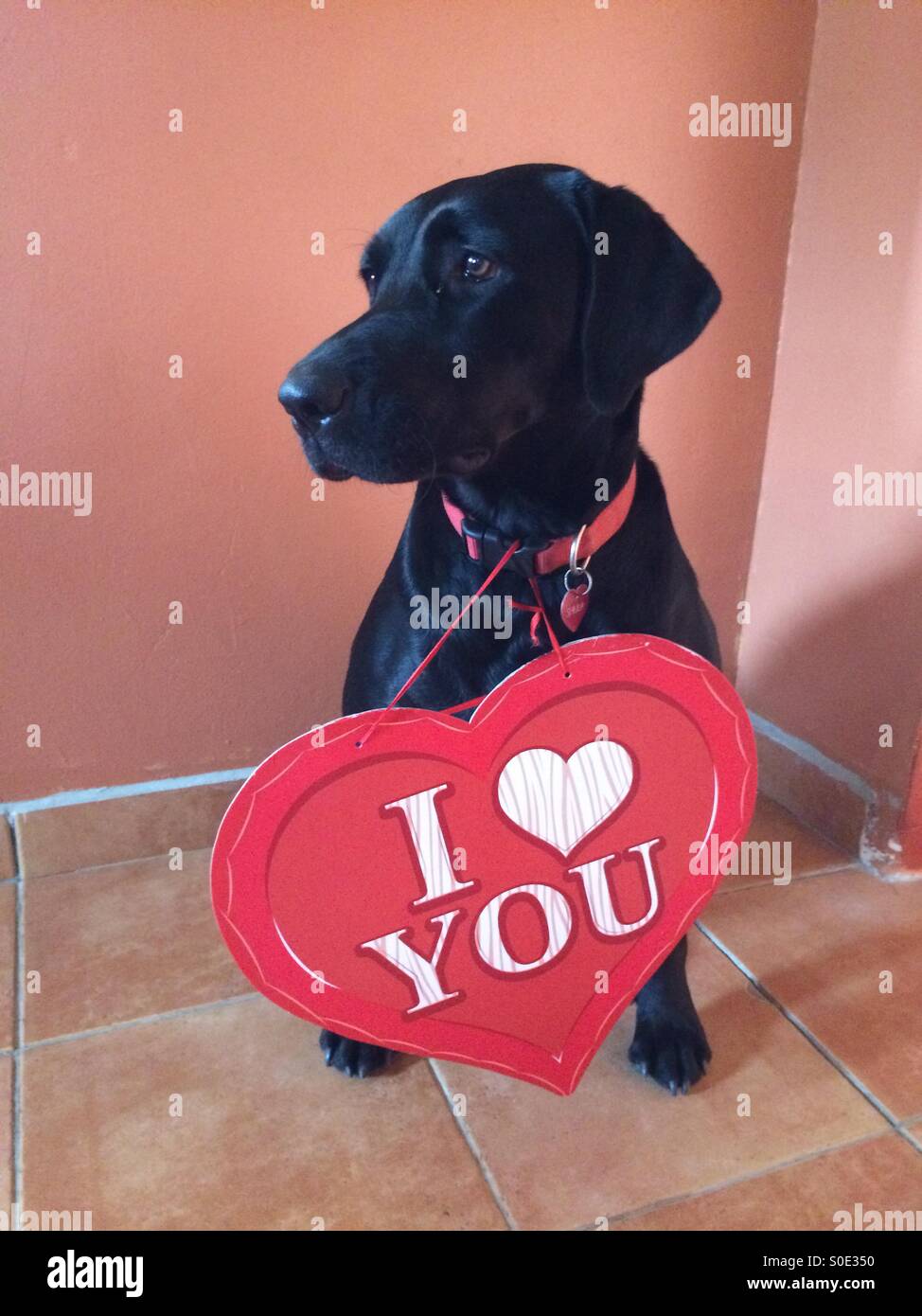 black lab love
