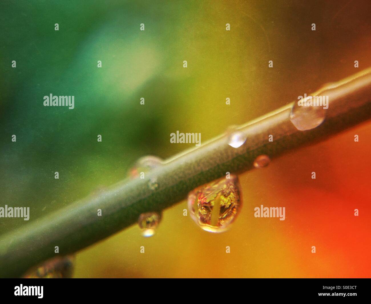 Water drops on plant stalk - Smartphone Captured Stock Image