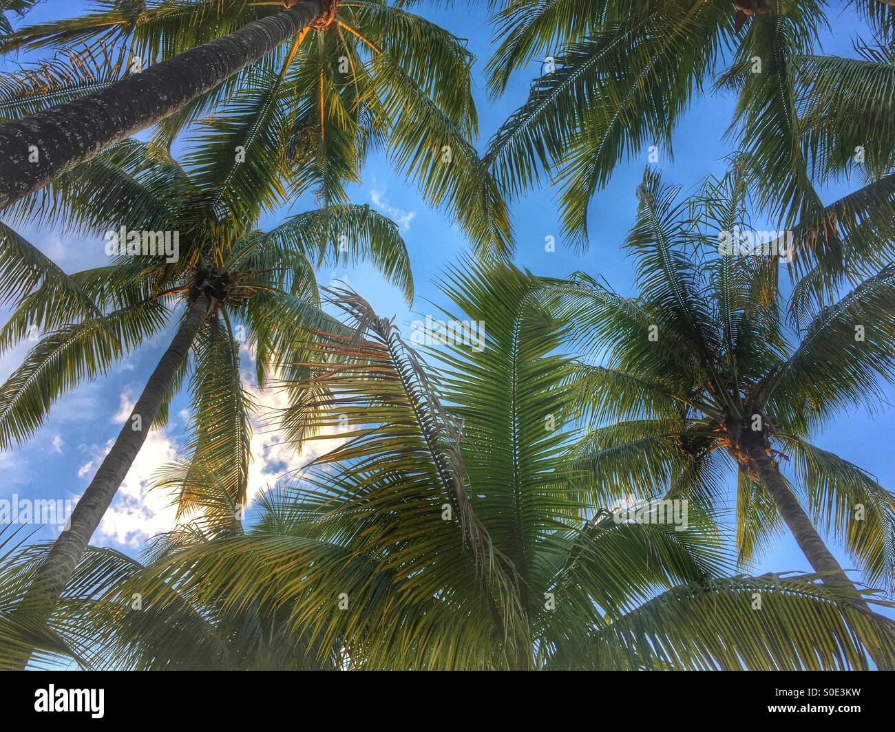Palms trees in Miami Stock Photo Alamy