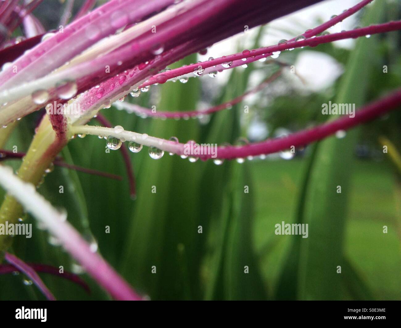 Waters on flowers - Smartphone Captured Stock Image