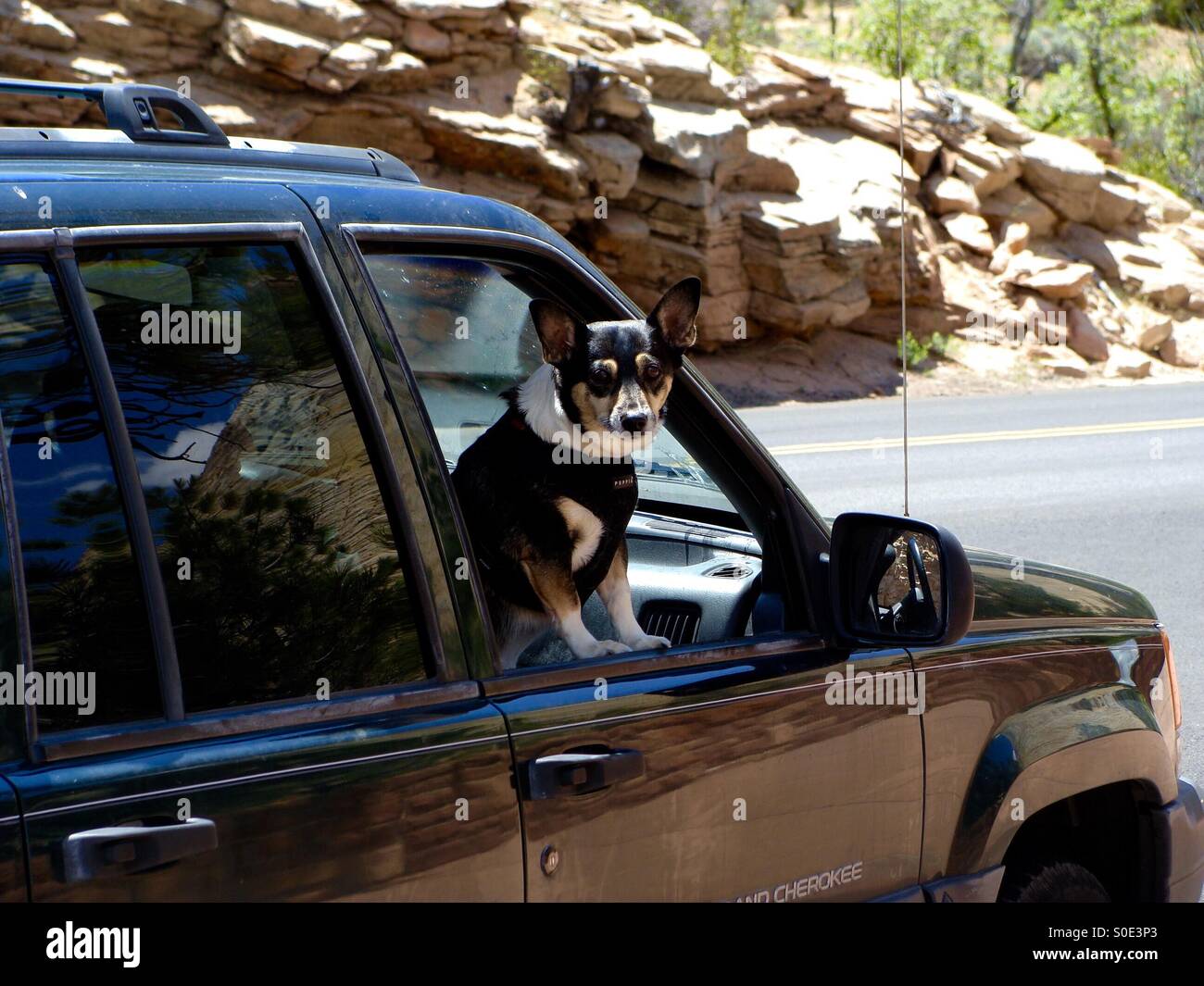 Road tripping dog Stock Photo