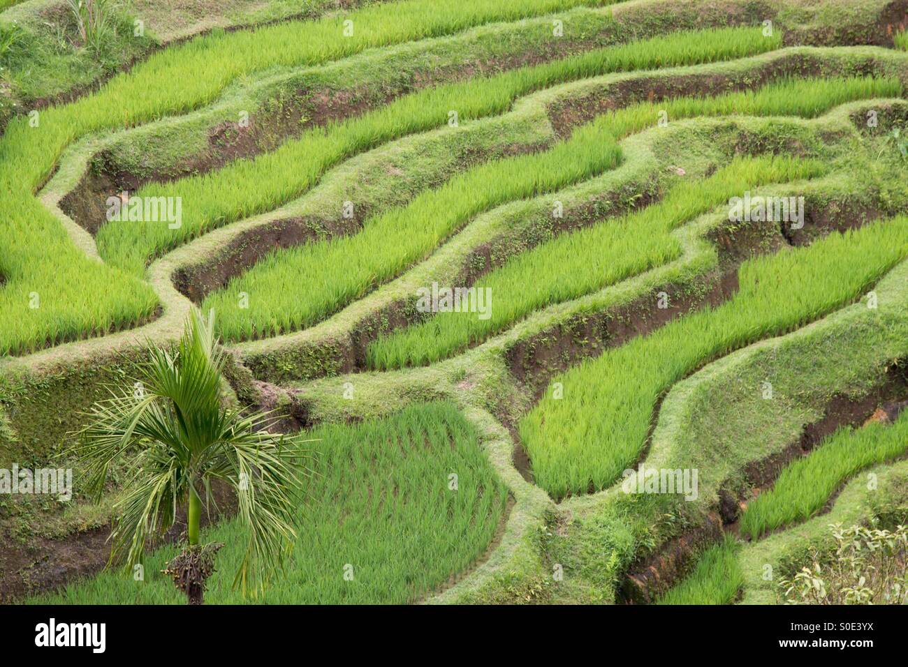 Tegalalang Rice Terrace, Bali Indonesia Stock Photo