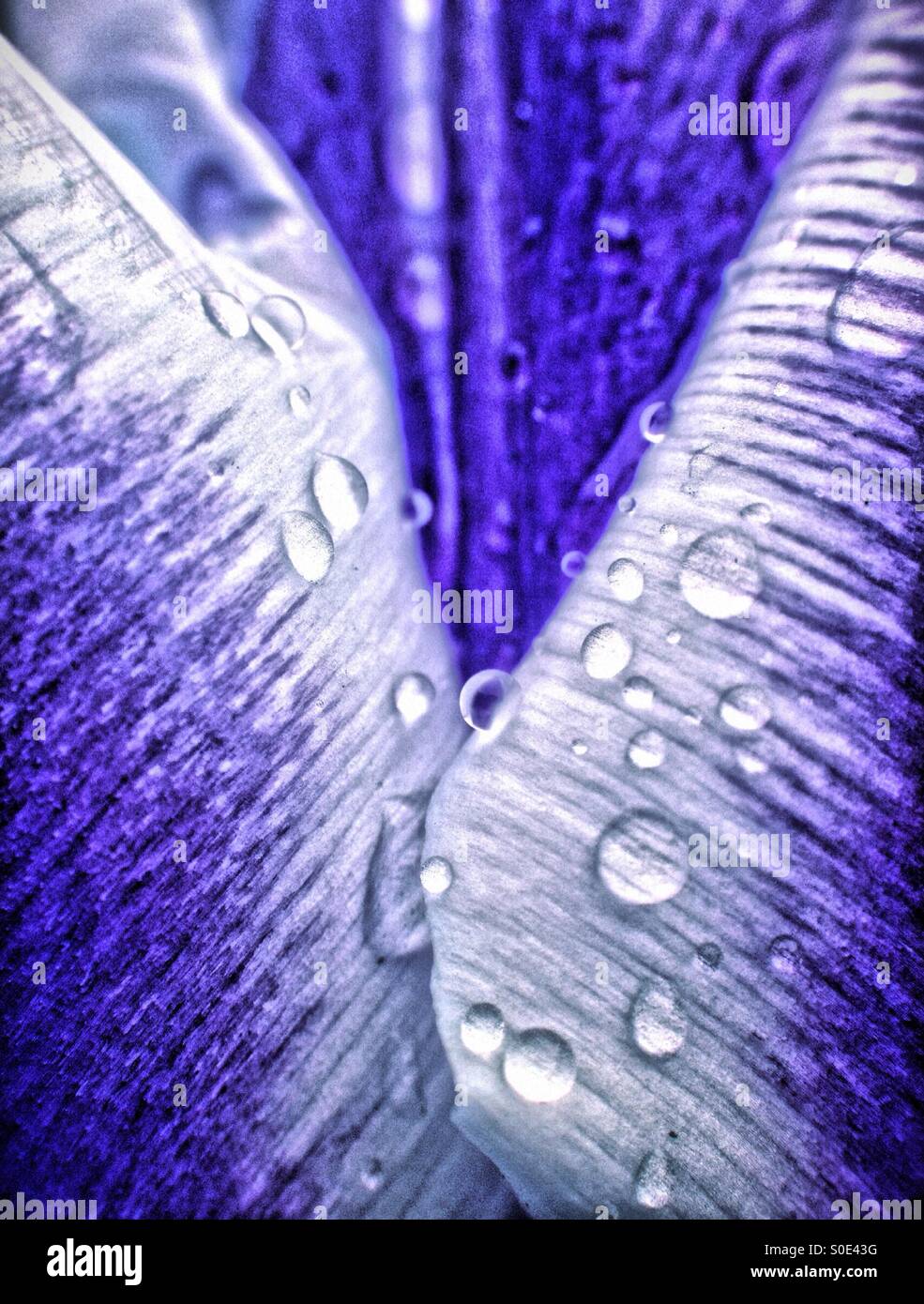 Colour change on a tulip - Smartphone Captured Stock Image