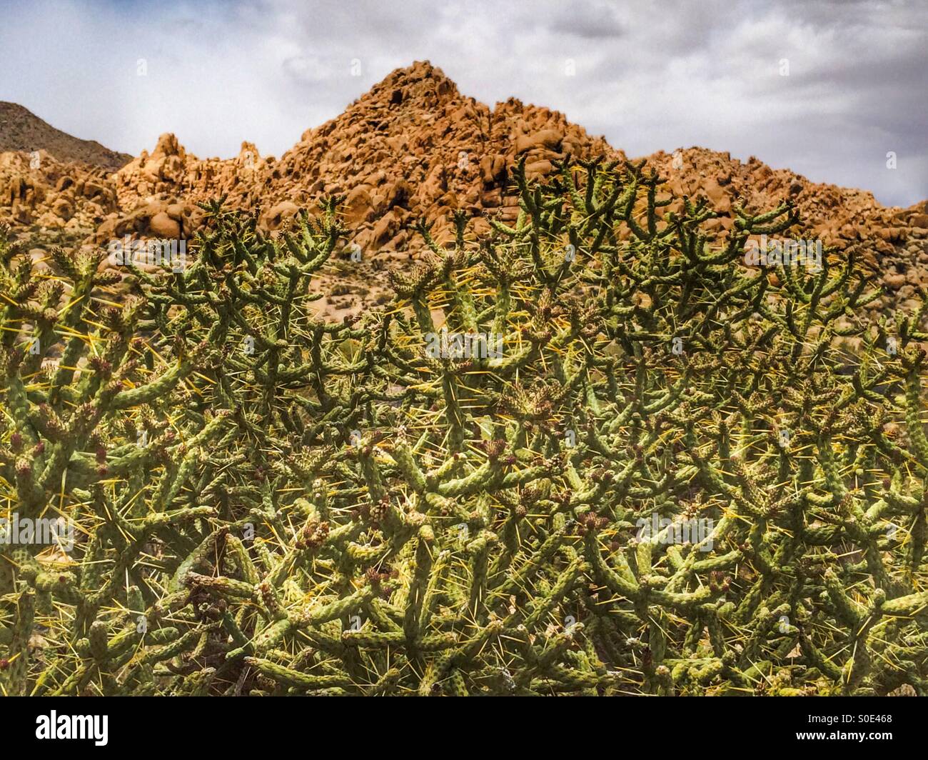 Pencil Cholla cactus (Opuntia Ramosissima) at Joshua Tree National Park, California USA - Smartphone Captured Stock Image