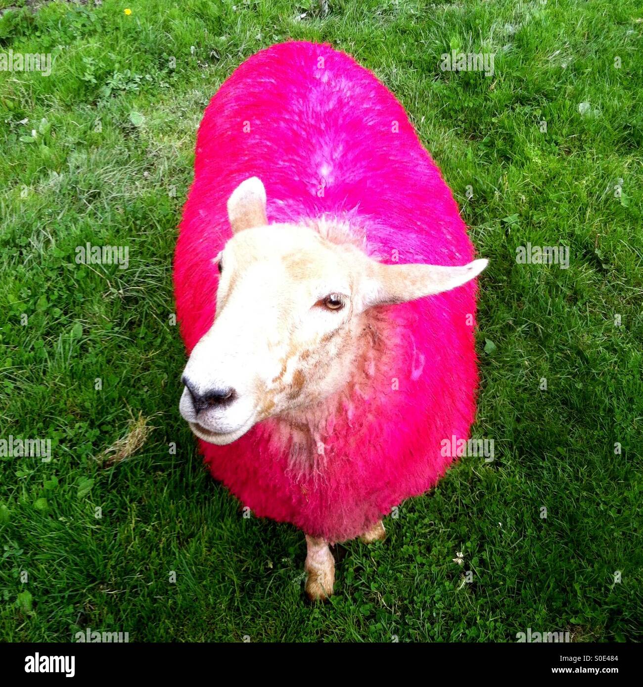 Regina, the pink sheep, greets you with a warm smile Stock Photo