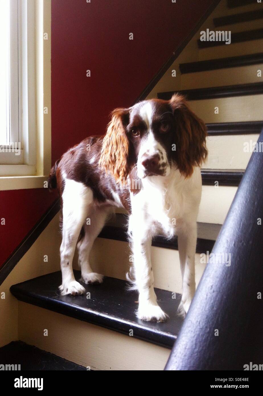 Beautiful young English Springer Spaniel puppy learns to climb the stairs - Smartphone Captured Stock Image