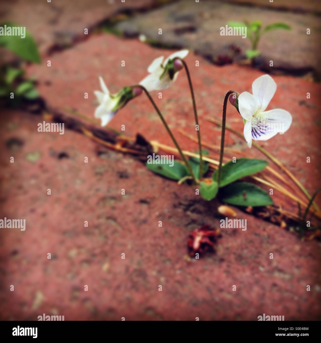 Tiny violets - Smartphone Captured Stock Image