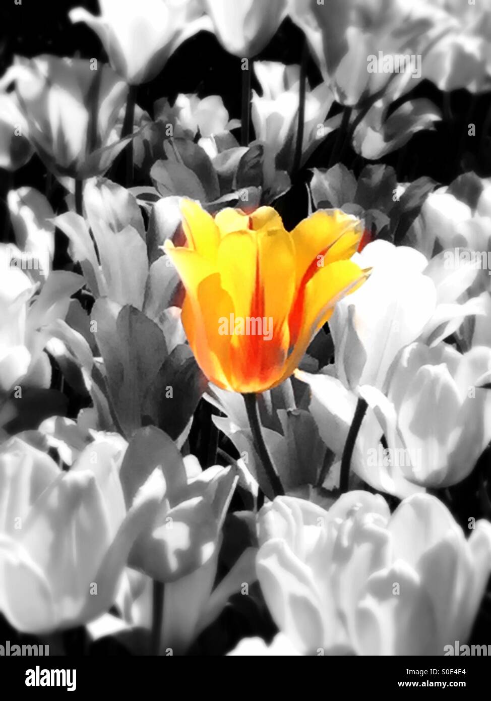 Lone yellow and red tulip in sea of black and white flower garden - Smartphone Captured Stock Image
