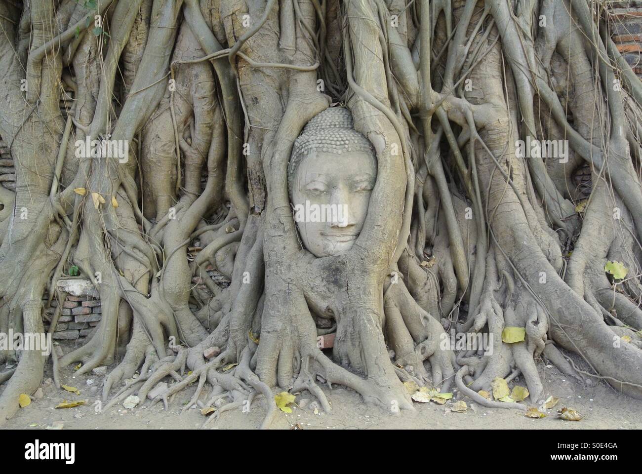 Buddha head - Smartphone Captured Stock Image