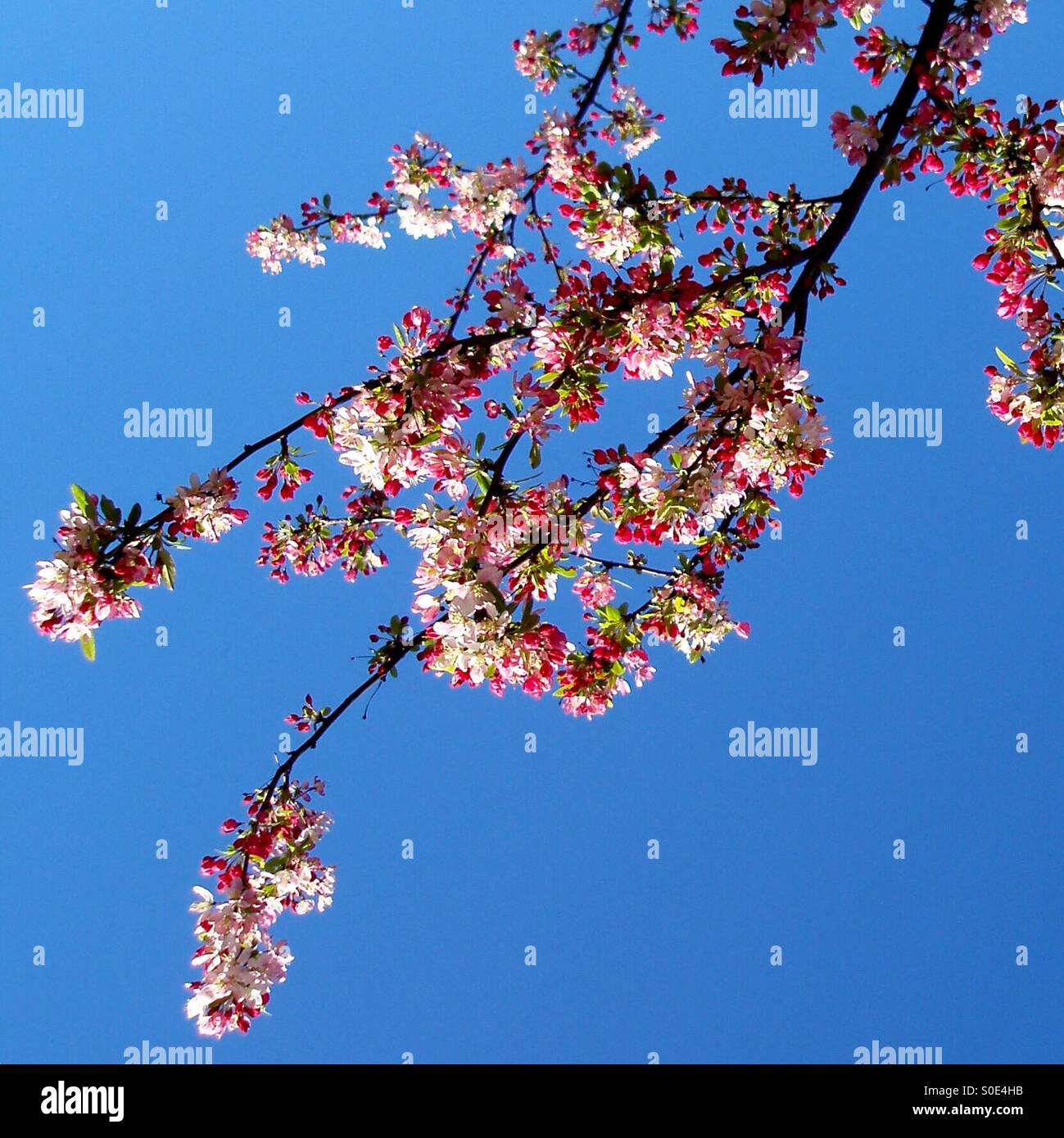Beautiful pink Japanese cherry blossoms explode brightly against a blue Spring sky - Smartphone Captured Stock Image