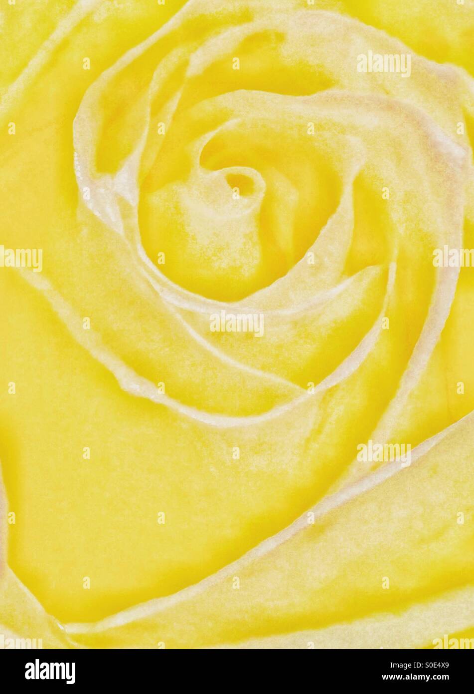 Yellow rose close up Stock Photo