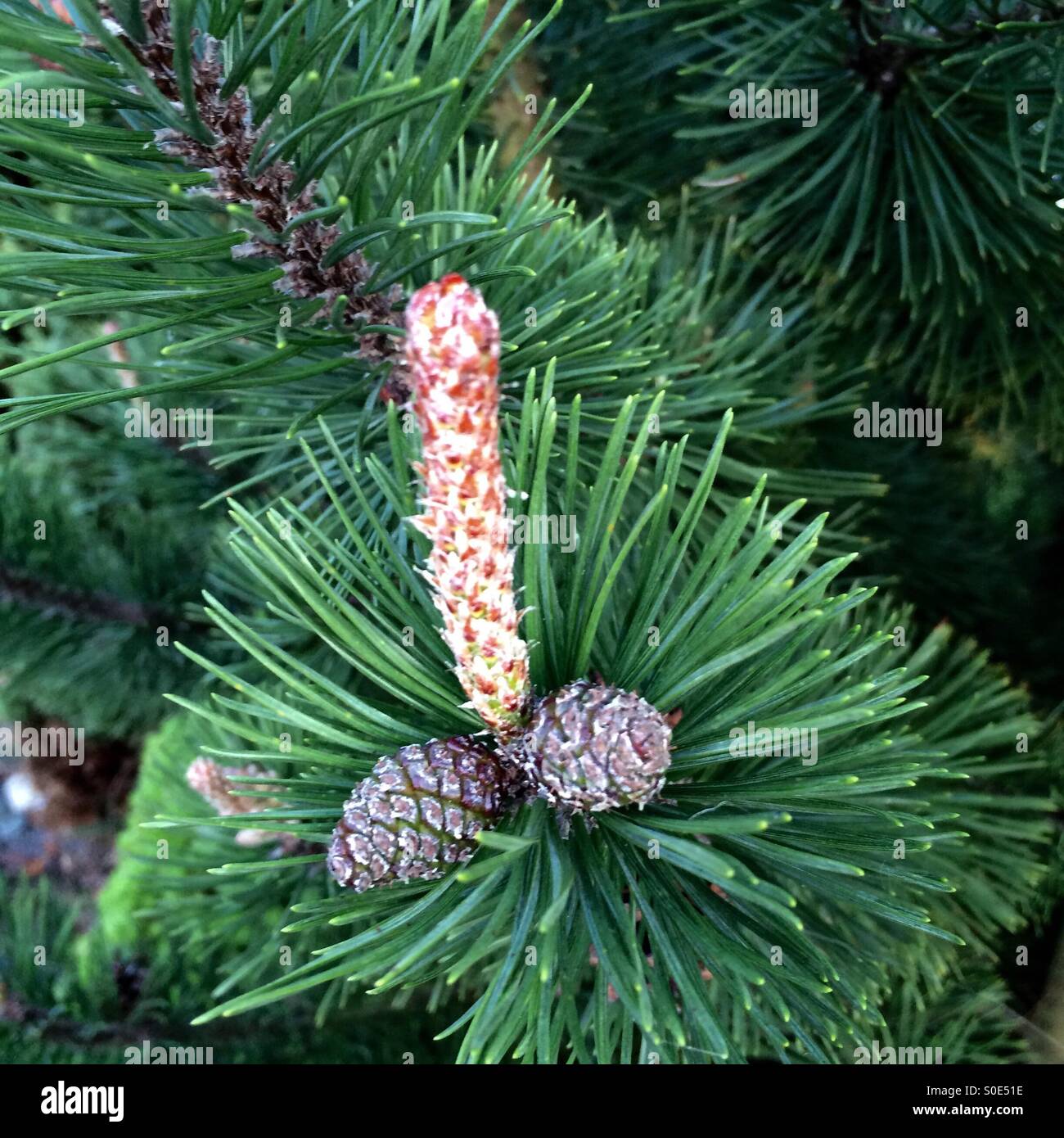 Pine seeds in suggestive formation Stock Photo