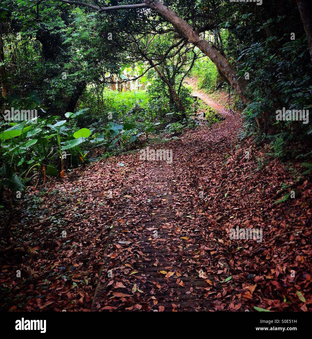 Hong Kong footpath though the woods in Sai Kung Stock Photo