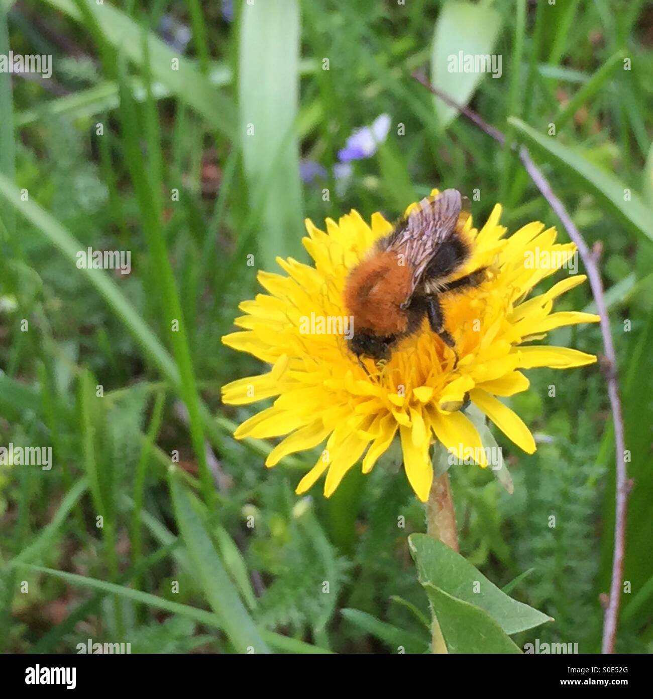 Honey bee on a flower hi-res stock photography and images - Alamy