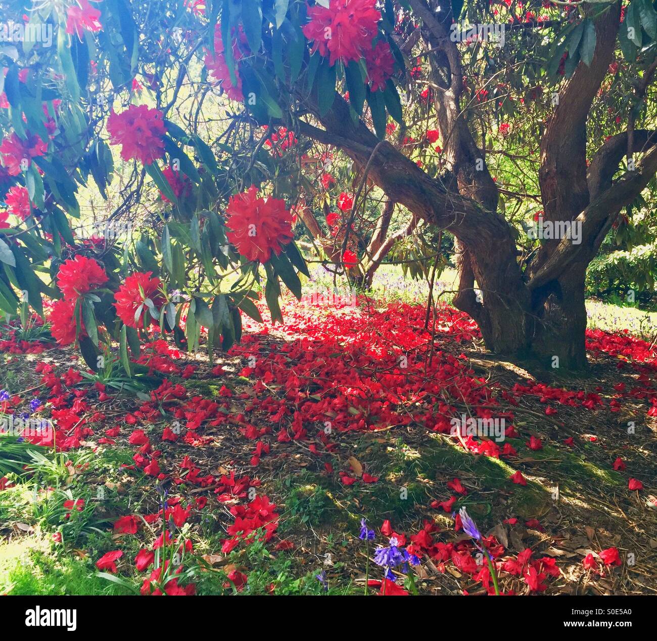 Beautiful cerise flowering rhododendron tree on a summers day with sun shining through the branches - Smartphone Captured Stock Image