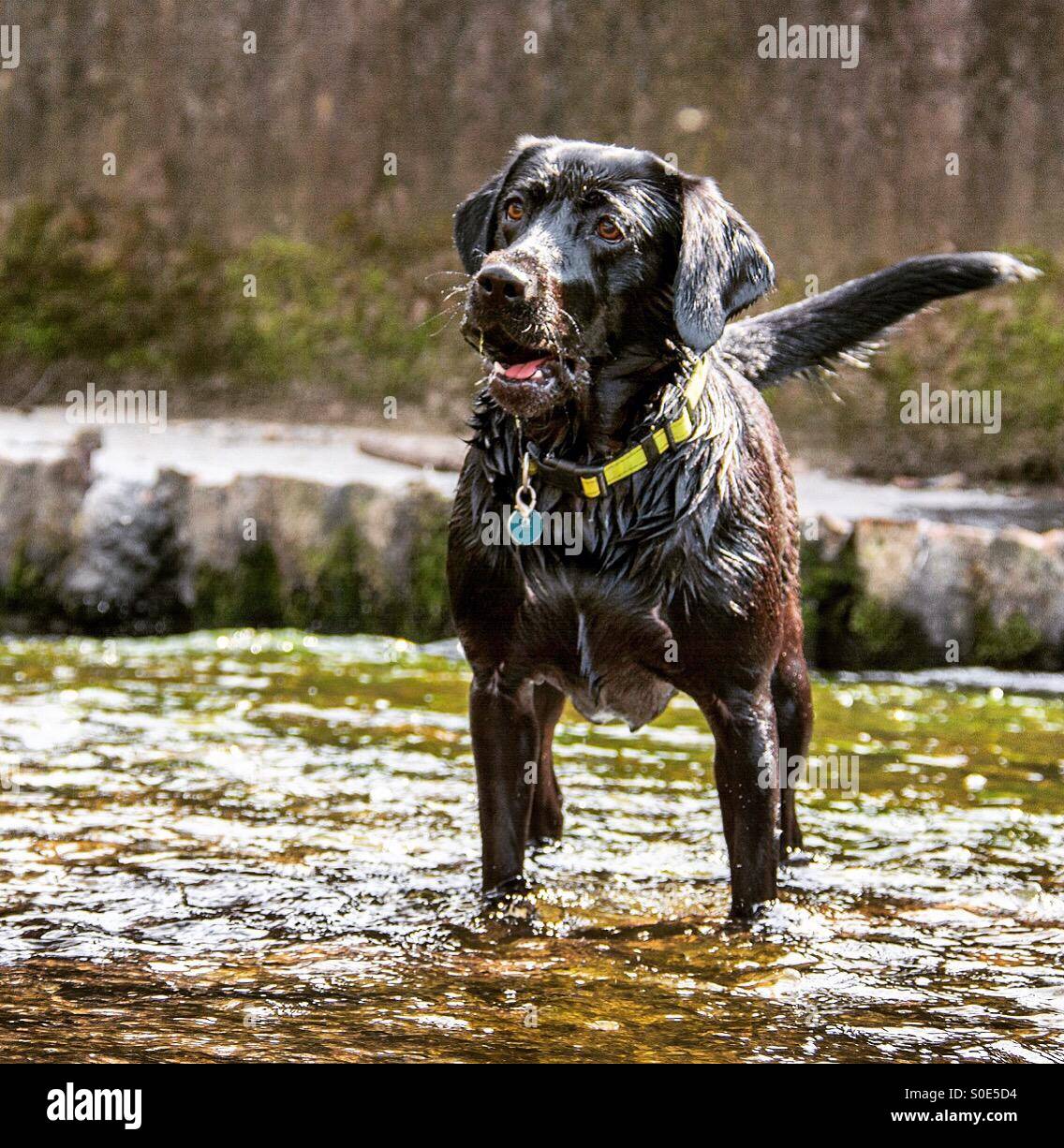 Black Labrador standing in stream - Smartphone Captured Stock Image