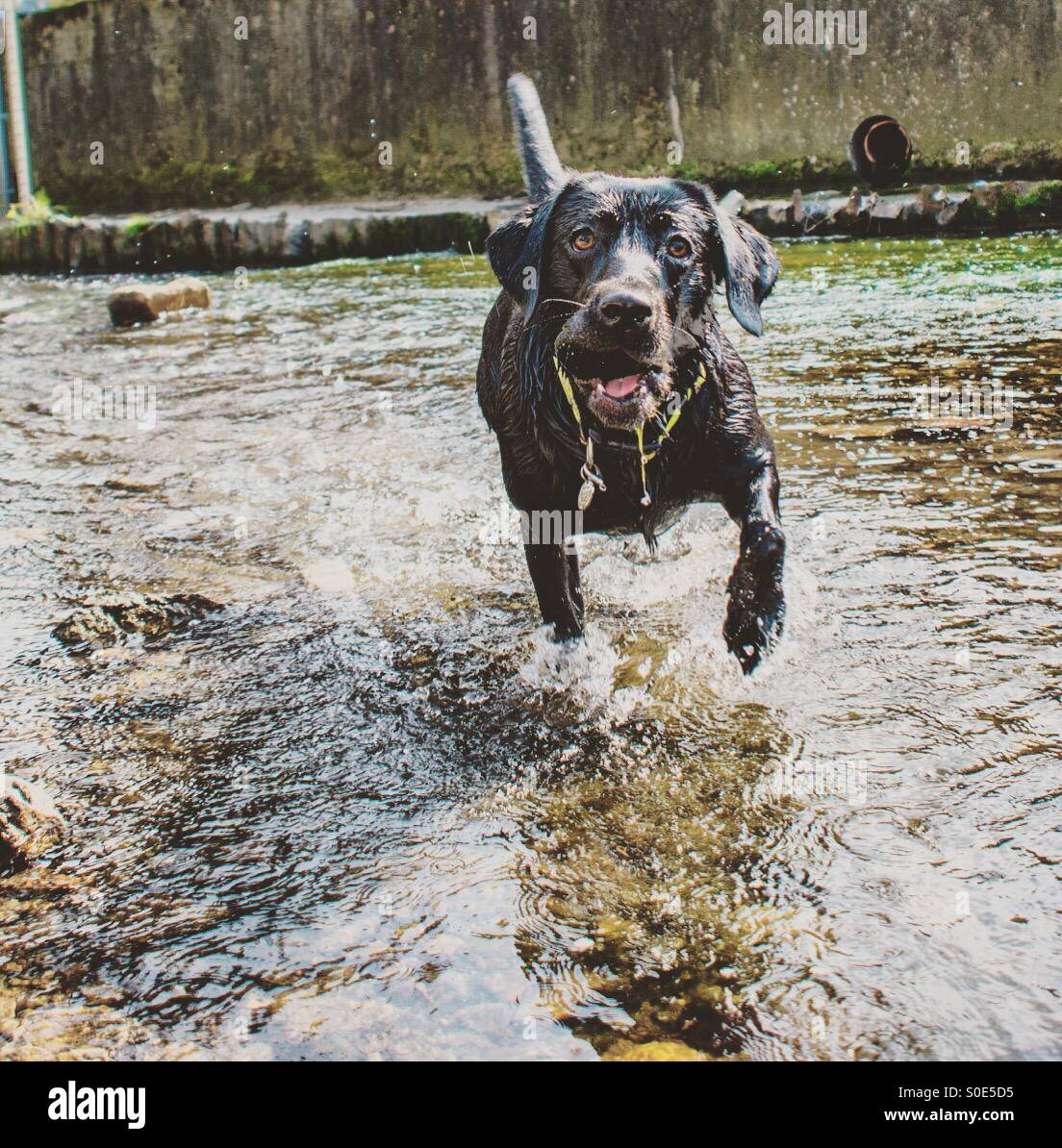 Black Labrador standing in stream - Smartphone Captured Stock Image