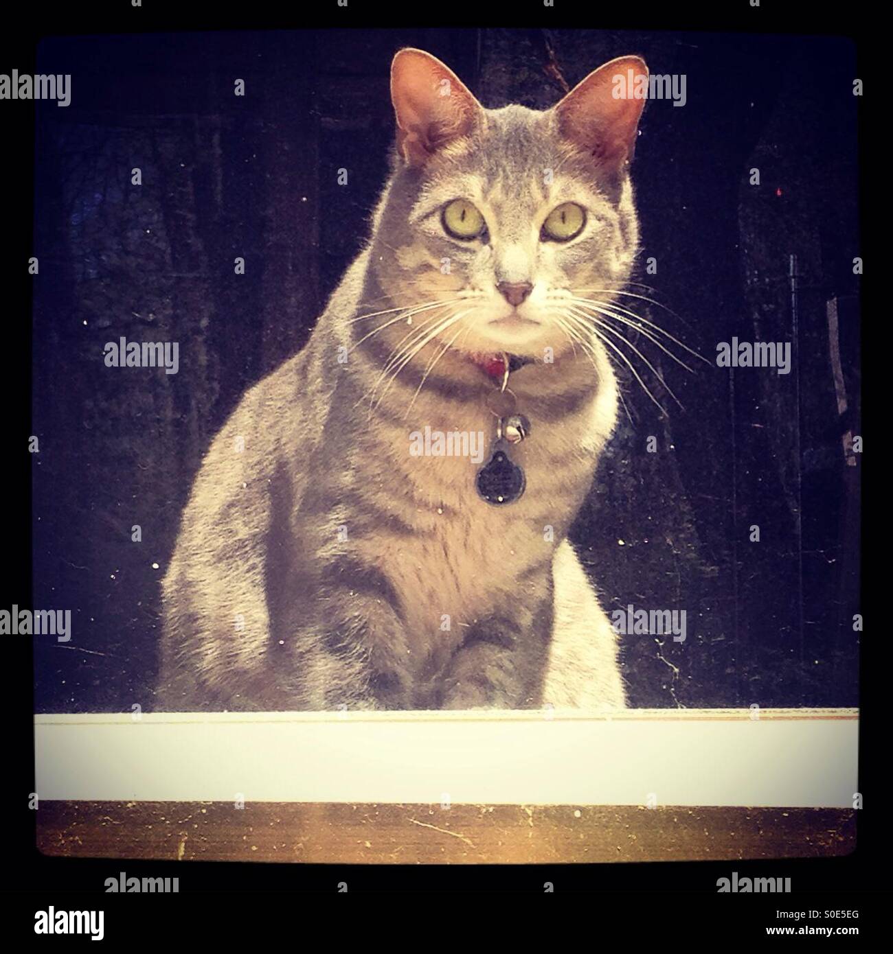 Feline stuck inside - Smartphone Captured Stock Image